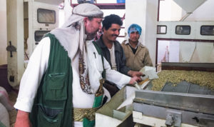 Yemen green coffee sorter.