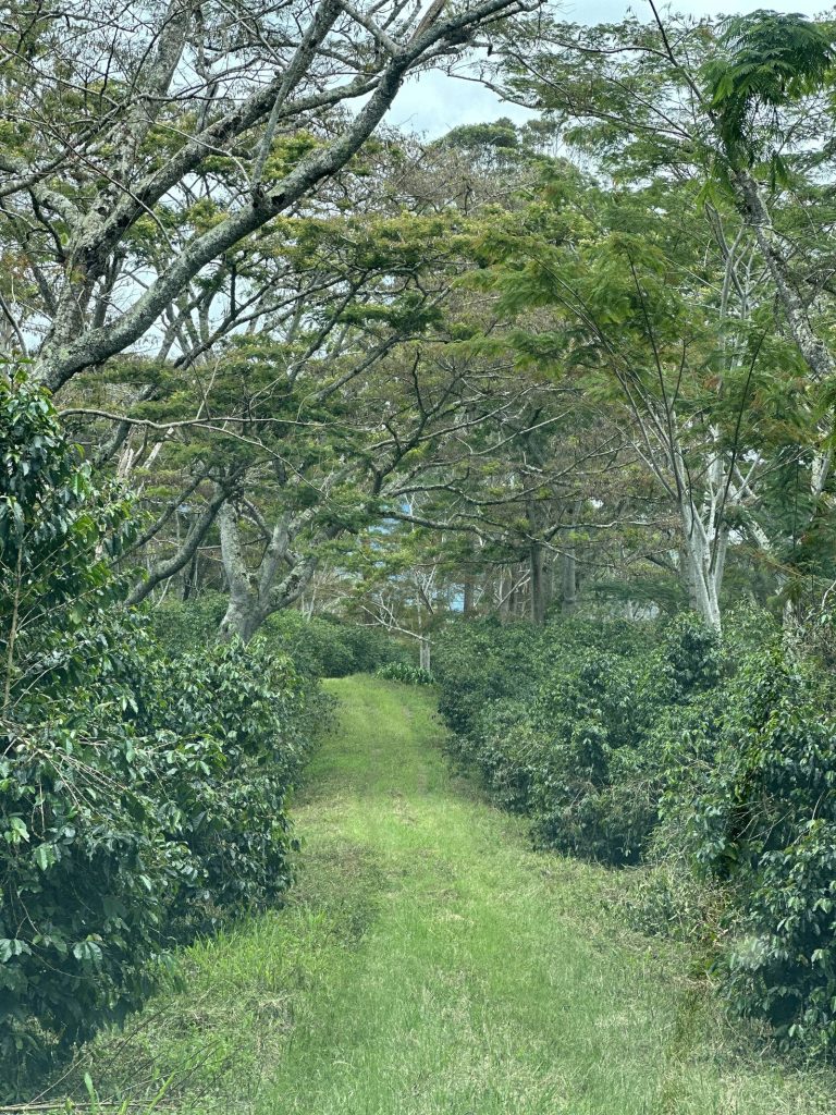 Rows of coffee plants under shade tree canopy at Bunum Wo Estate