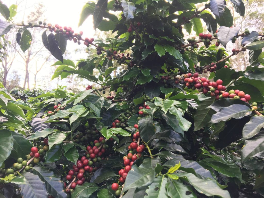 Coffee cherries ripening on the tree