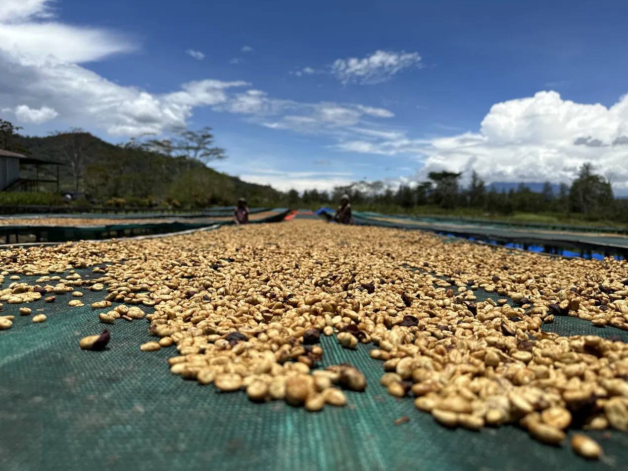 Coffee drying on raised beds