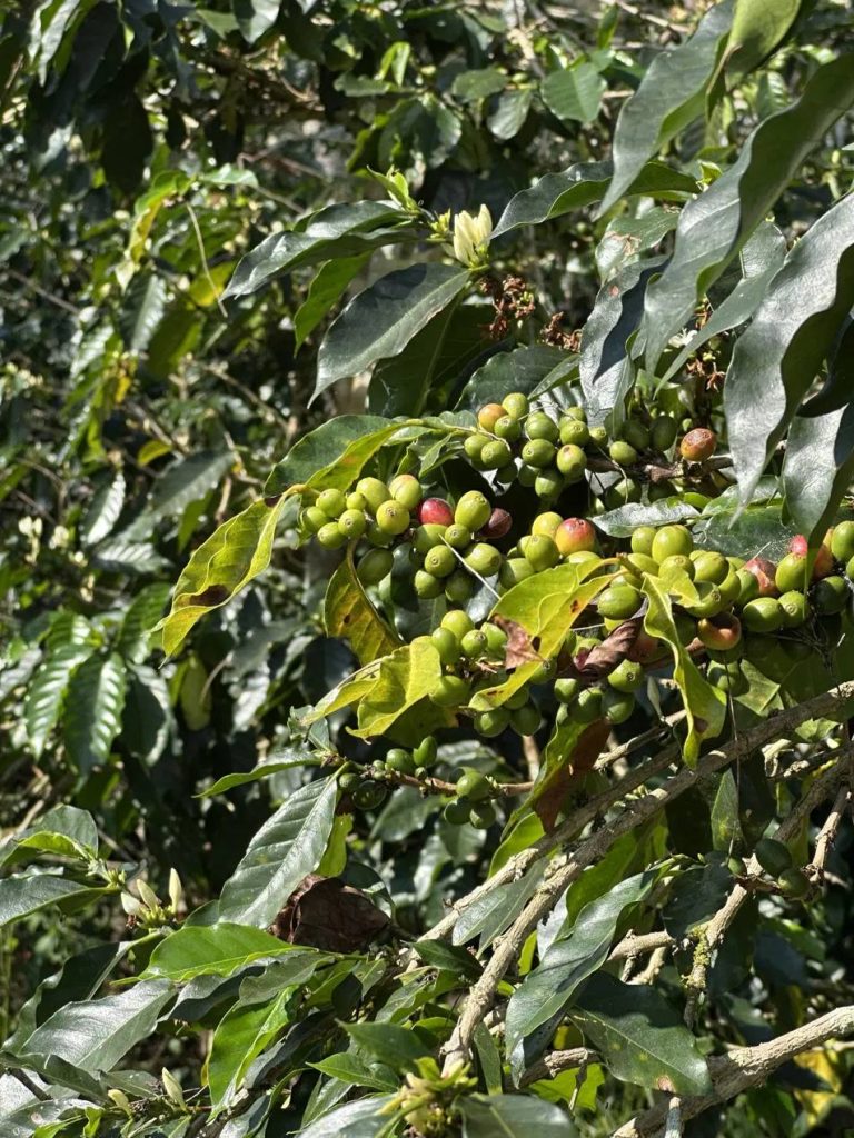 Ripening coffee cherries on the branch at Sigri Estate